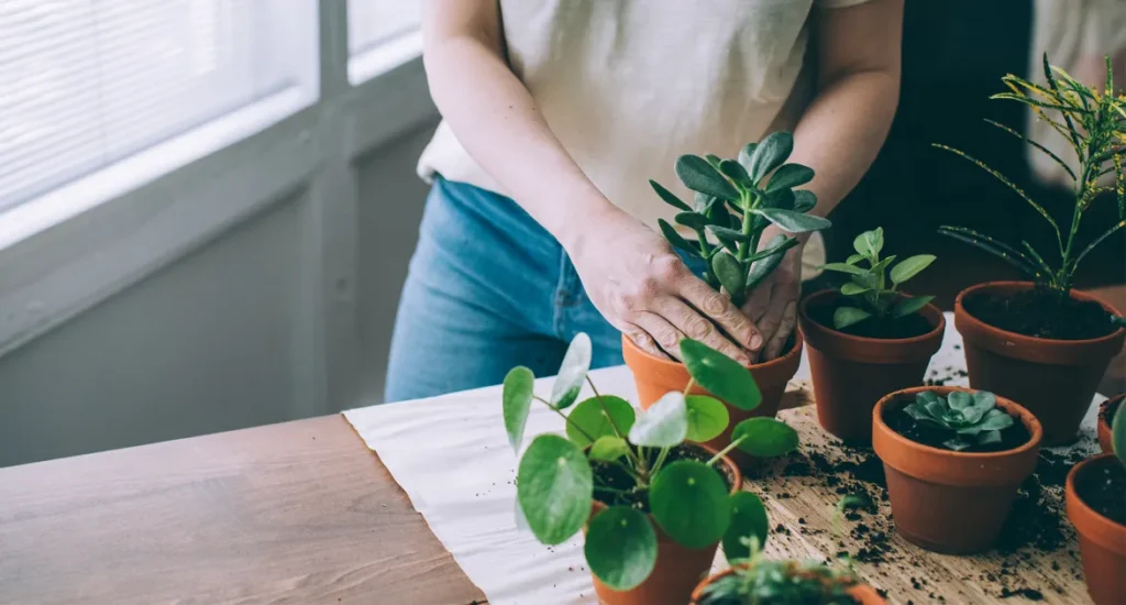 Why Suçculent Plants Are So Popular